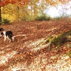 Duśka i Harrier po długim jesiennym spacerze odpoczywają w lesie.