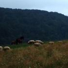 Zuza, Nawrat i część naszych owiec na sierpniowym pastwisku.